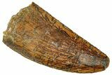 Serrated, Raptor Tooth - Real Dinosaur Tooth #243722-1
